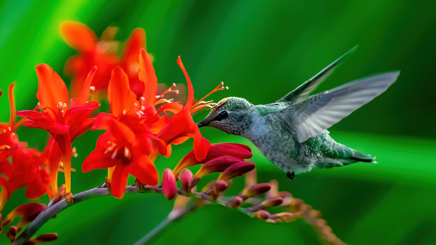 Washington Coast Humming Bird 15